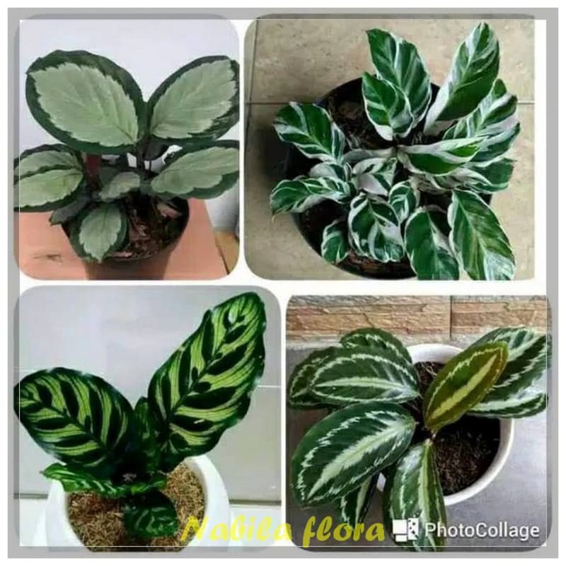 Paket 4 tanaman hias calathea indoor - calathea murah