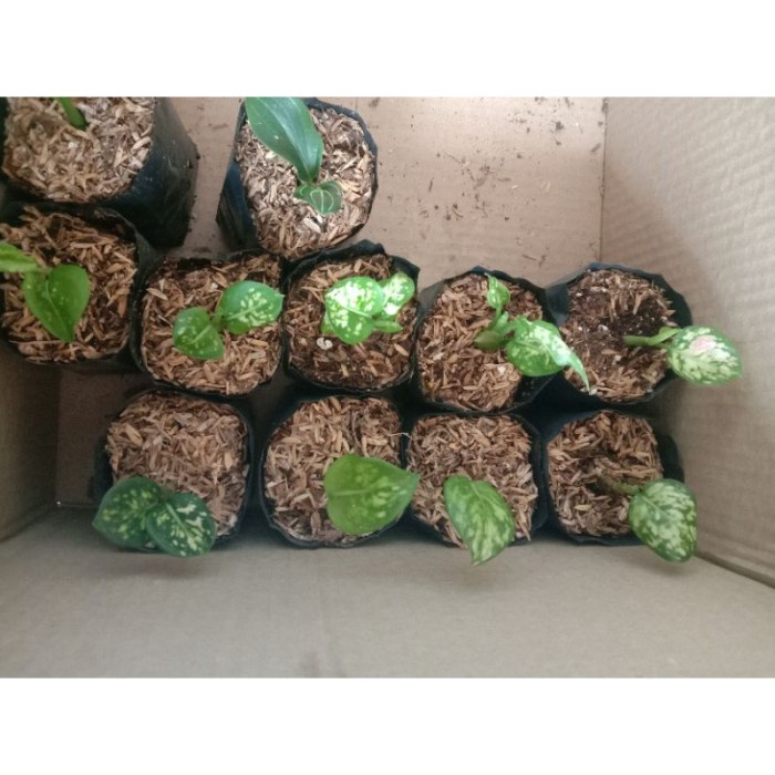 Aglonema Tricolor anakan murah