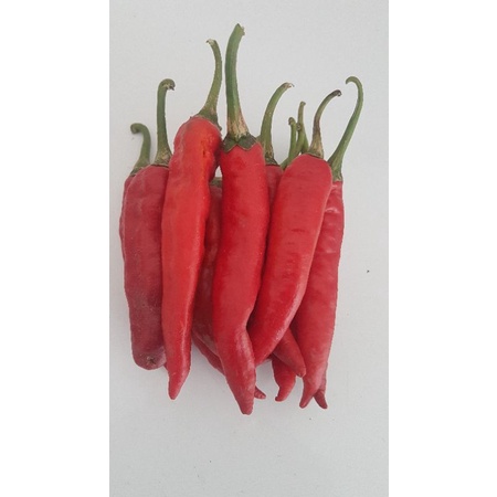 

Cabe Tanjung