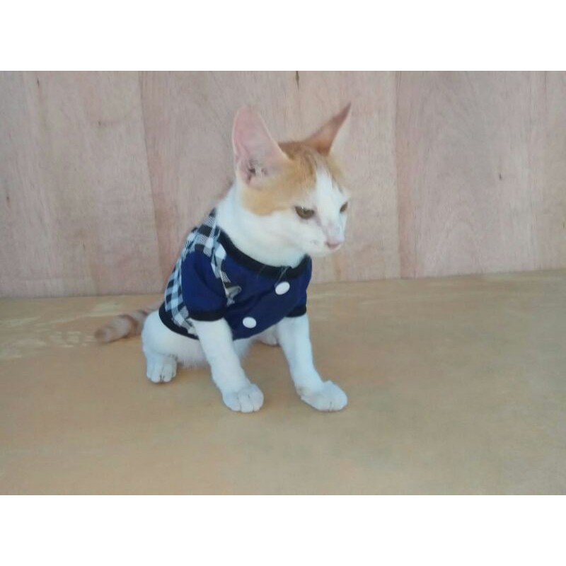 Baju kucing cowo