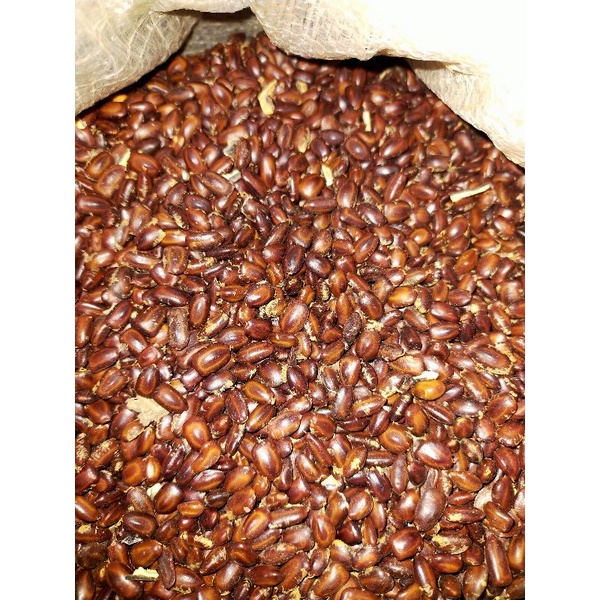 

1kg biji/benih pohon trembesi/keduh(unggul)