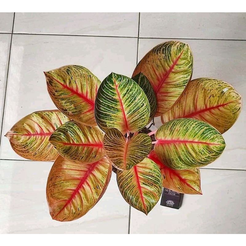 new bibit aglonema aji saka