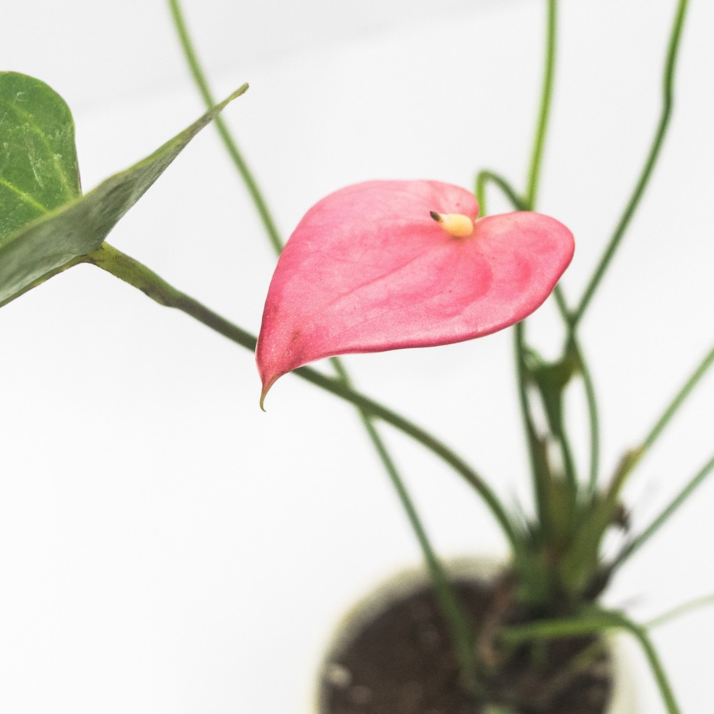 Tanaman Hias Bunga Anthurium Mini Pink - Bibit Tanaman Hias Anthurium Mini Ukuran Dewasa Rimbun Sudah Berbunga