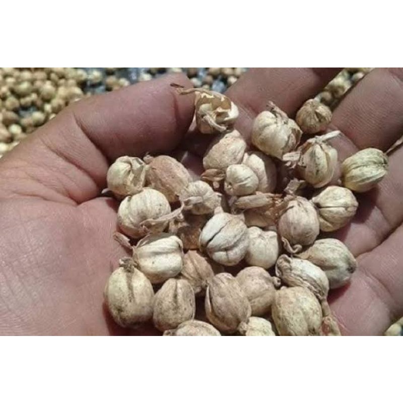 

Kapulaga Kemasan 20 gram