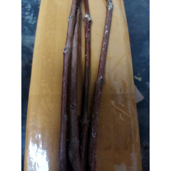 cutting/entres jambu dalhari