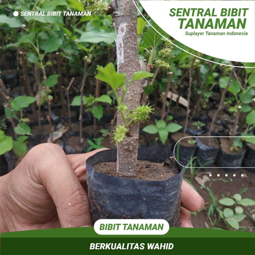 Bibit Buah Murbei Murbei Sudah Berbuah Cutting