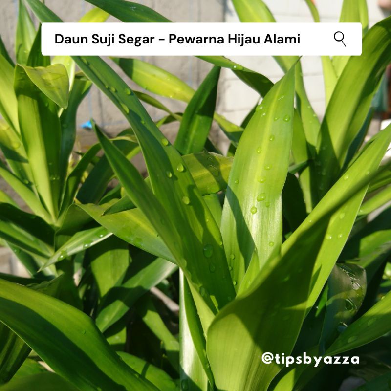 Daun Pandan Segar / Daun Suji Segar / Pewarna Hijau Alami