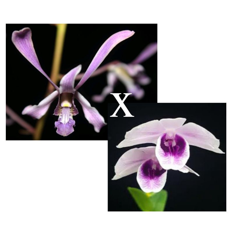 Anggrek dendrobium keriting lineale blue x wiliamsianum dewasa siap bunga