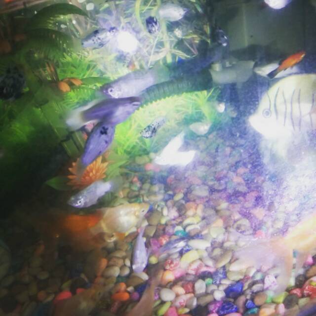 

Ikan hias molly marble aquascape