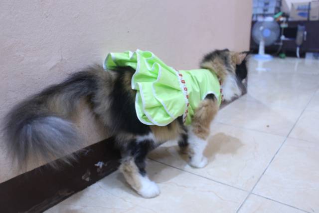 Dress polos warna toska lucu untuk kucing / baju kucing murah size S-XL