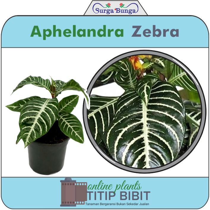 Apelandra Zebra bibit tanaman hias daun