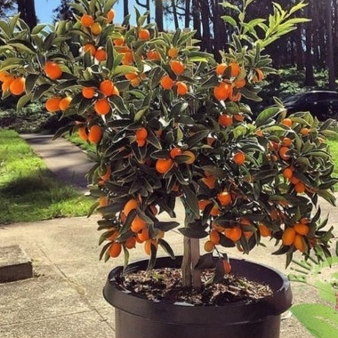 Bibit tanaman pohon jeruk nagami sudah berbuah asli super okulasi cangkok dan berbunga lebat dalam pot tabulampot bisa dimakan sama kulitnya siap panen