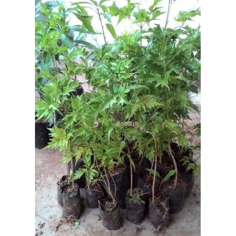 300 gr Biji Benih Pohon Cendana Wangi NTT @_@