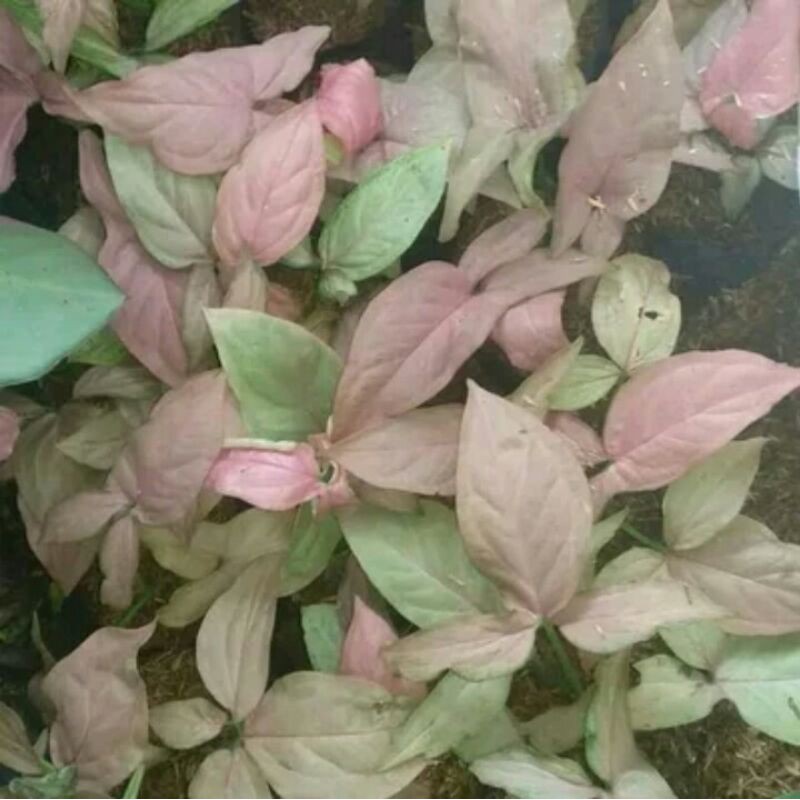 Tanaman Hias Syngonium Pink/Tanaman Arrowhead/Tanaman Hias media tanah&air