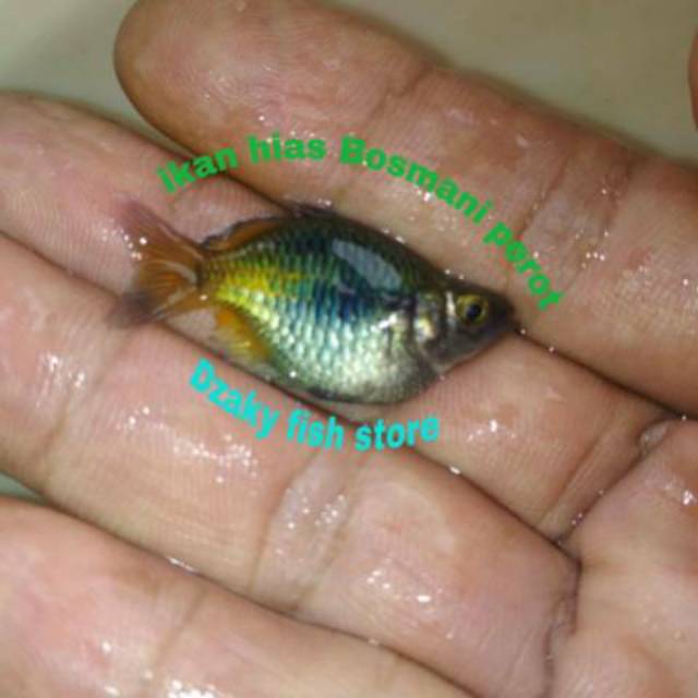 Ikan hias air tawar rainbow bosemani semi balon perot, pelangi kuning