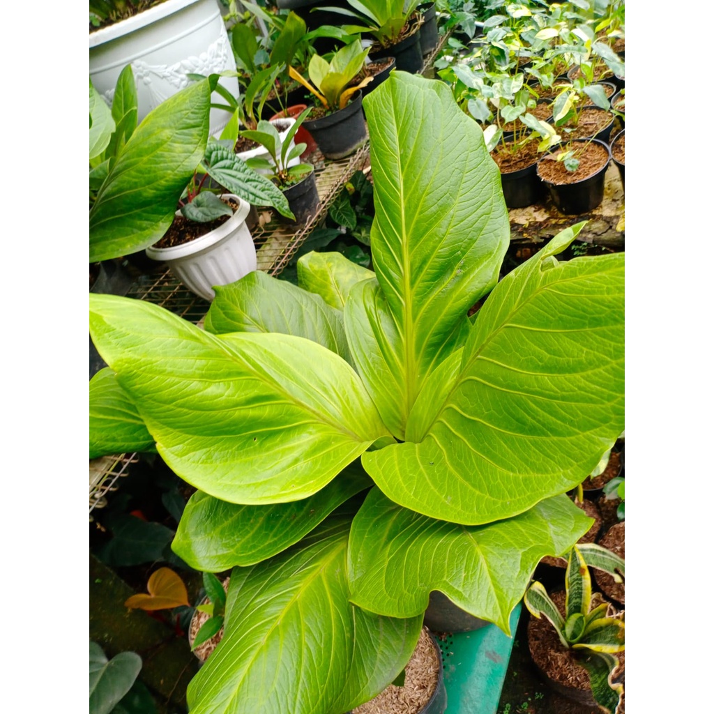 Antorium jemani kobra Catalog