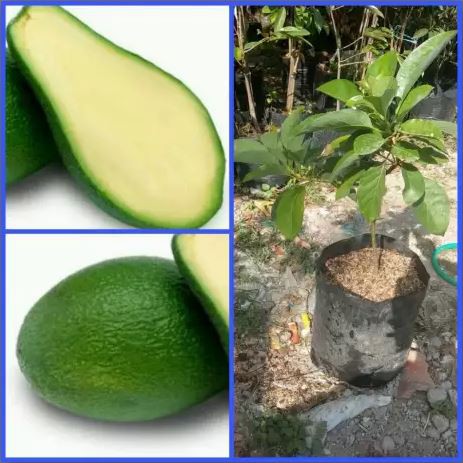 Bibit Buah Alpukat Tanpa Biji