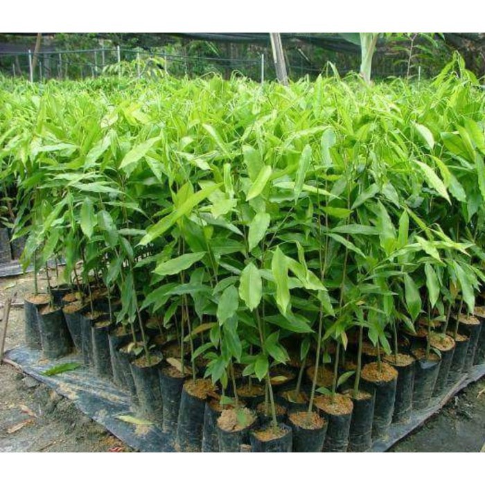 Tanaman Bibit Pohon Gaharu Super