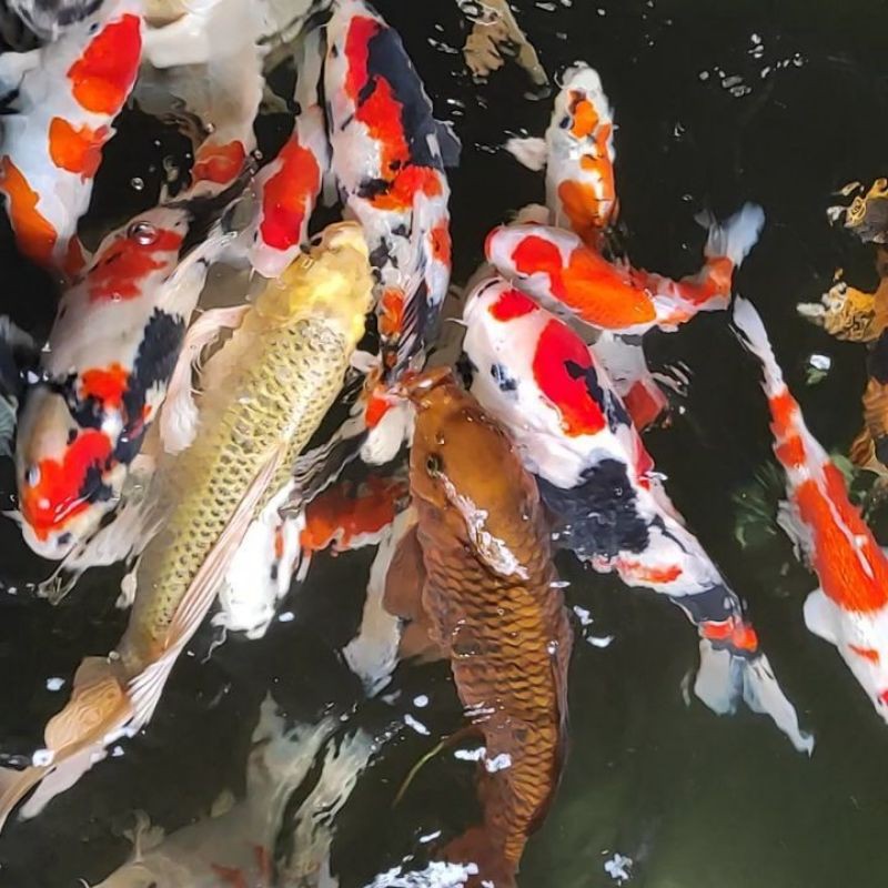 Makanan Ikan Koi Blitar Borongan Untuk Reseller