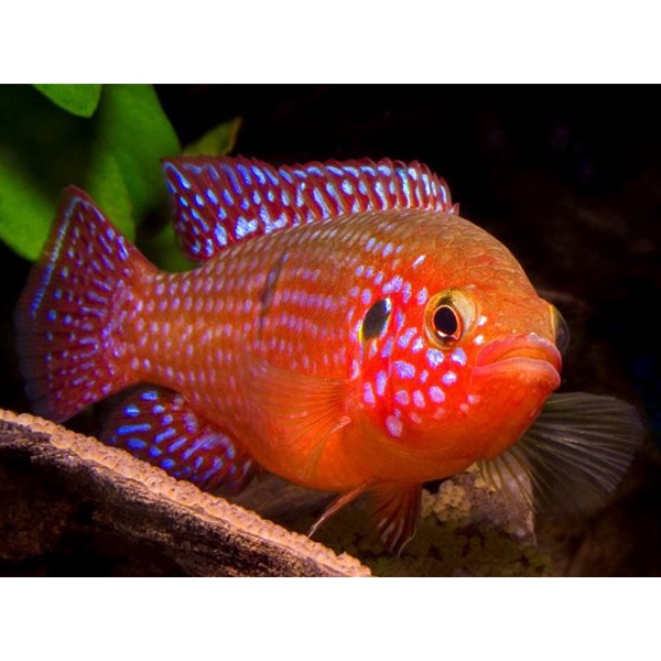 Hiasan Akuarium Red Jewel Afrika Siklid