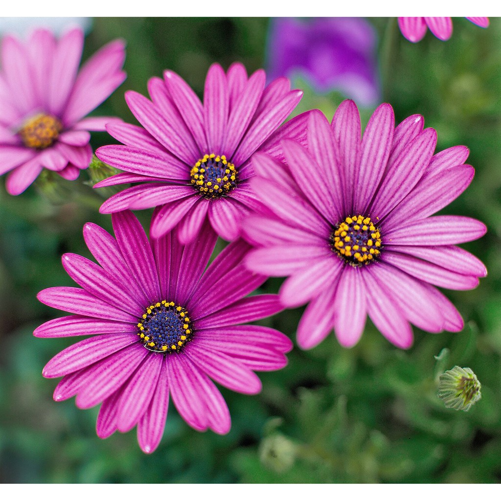 Benih Bibit Biji - Bunga South African Daisy / Aster Afrika (Osteospermum ecklonis) Flower Seeds - IMPORT