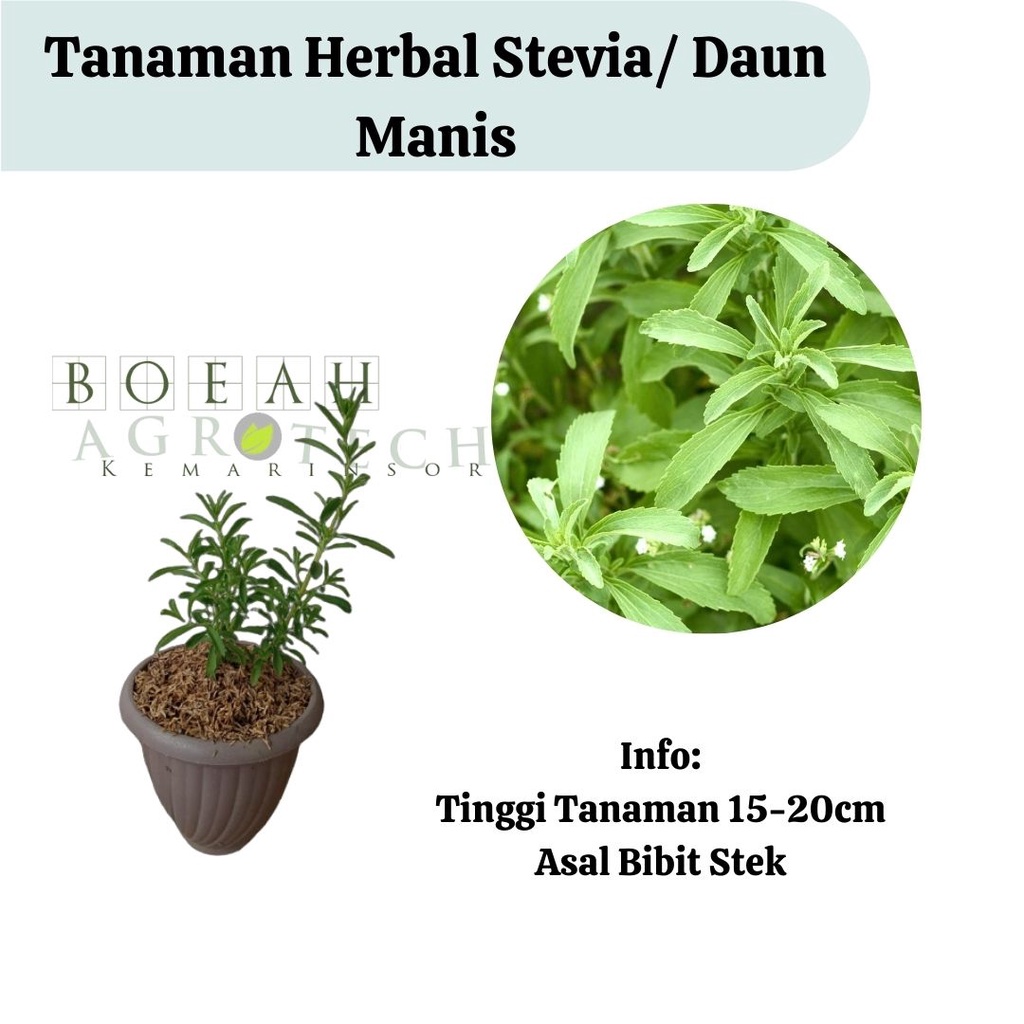 Bibit Stevia/Tanaman Herbal Stevia Daun Manis (Pengganti Gula Alami)