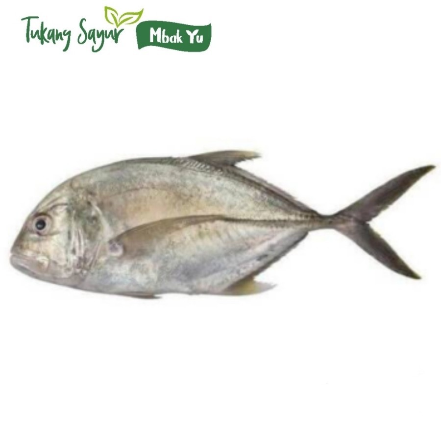 

ikan kuwe segar500gr