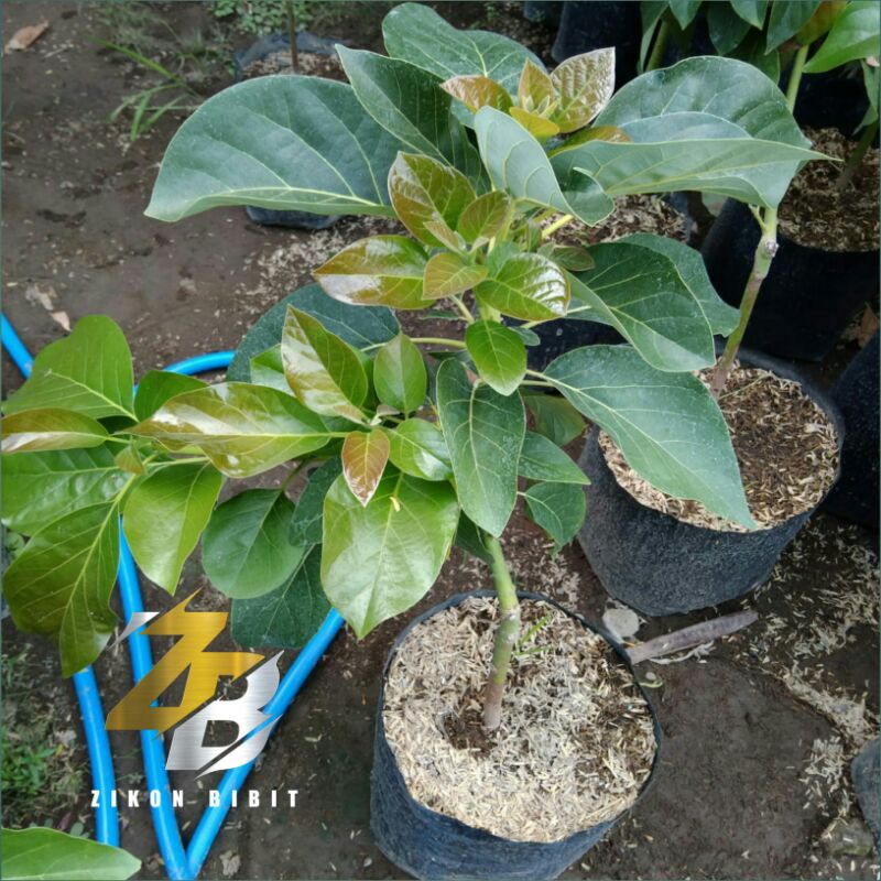 Promo 2 bibit alpukat (markus, aligator, miki, wina, tanpa biji) Cepat Berbuah Murah