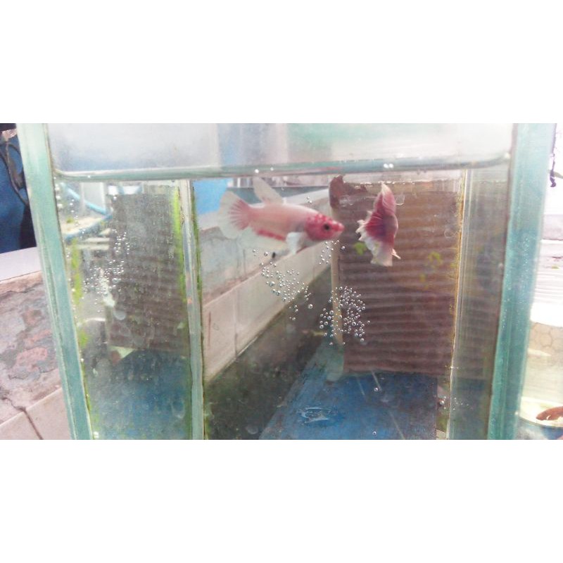 IKAN CUPANG HALFMOON LAVENDER BUTTERFLY BIG EAR 1 PASANG