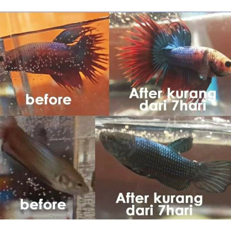 Obat Ikan Hias Arwana Sehat, Kuat, Tahan Penyakit Bisa untuk Semua Jenis Ikan Hias - Produk Abah FK