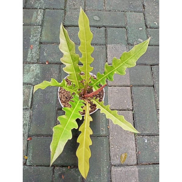 Tanaman Hias Philodendron Golden Saw/Philo Gergaji Pesanan