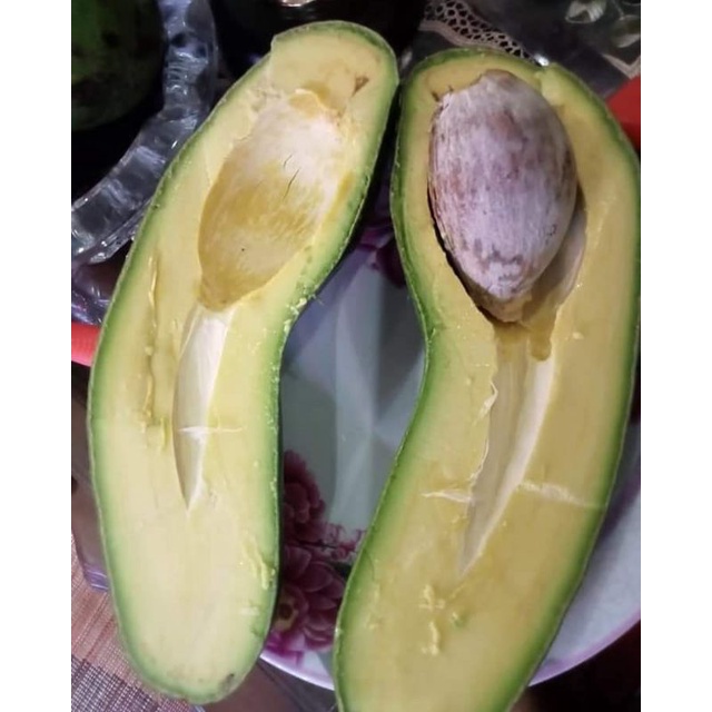 bibit alpukat subang/kelud