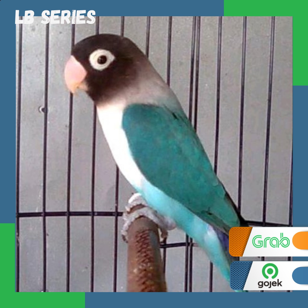 Lovebird Cobalt burung Lb Series terbaik