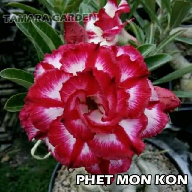 Bibit Bunga Kamboja Adenium Phet Mon Kon