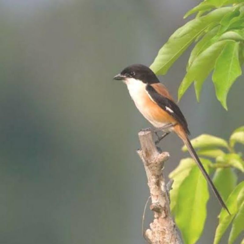 Burung Pentet Jawa Timur