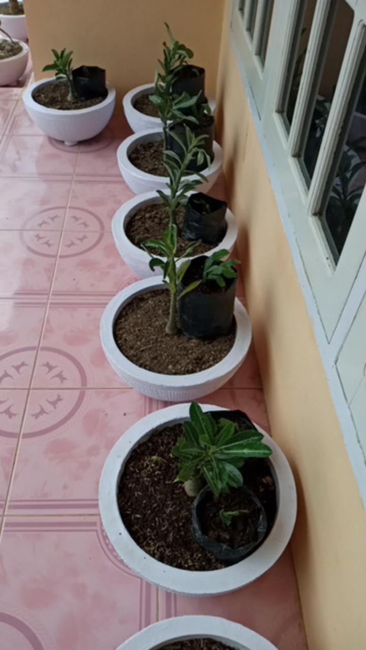 ((newww!!)) Paket 7 Bibit Bunga Tumpuk Adenium - Bibit Kamboja Jepang
