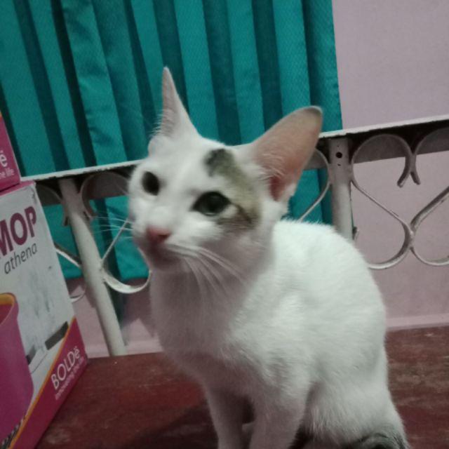 Cc-(6 Pcs) Golden Dragon Melamin Piring Bulat 10 (p10a8)