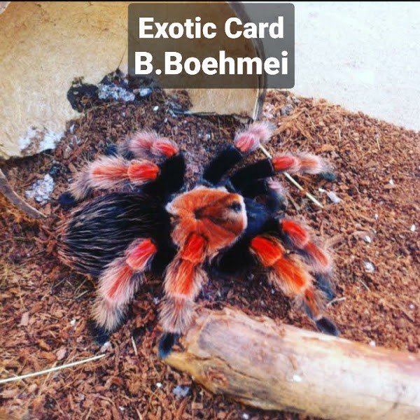 Exotic Card Brachypelma Boehmei 4Cm