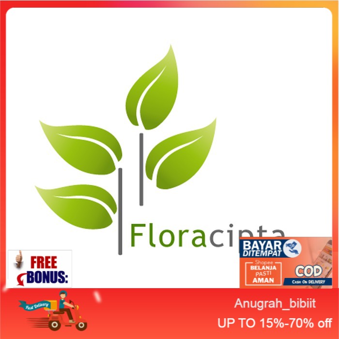 Bibit tanaman buah blackberry/pohon blackberry