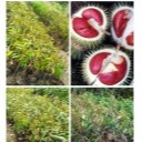 Bibit Durian Merah