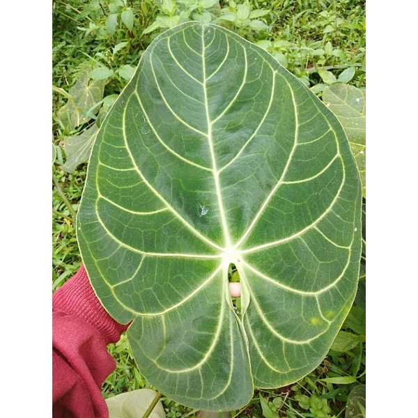 Tanaman Hias Kuping Gajah Jumbo daun lebar serat timbul jenis jumbo