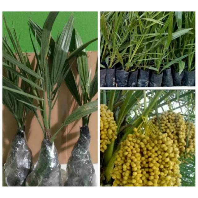 BIBIT KURMA KL 1 thailand -bibir korma kl 1-pohon kurma kl 1