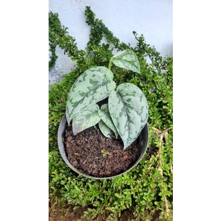 Scindapsus Silver Lady
