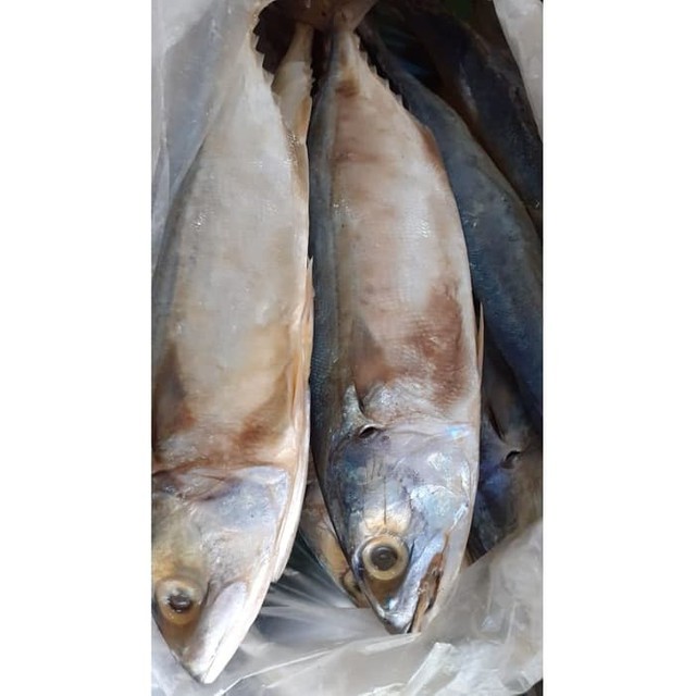 

IKAN PEDA 1 bks