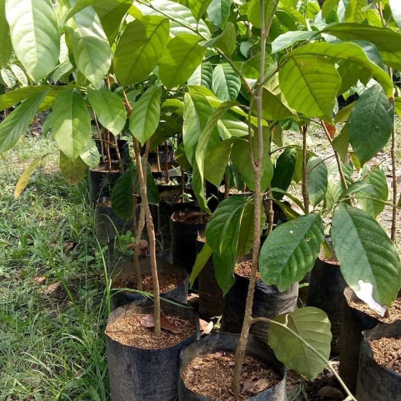 Bibit duku tanpa biji cepat berbuah