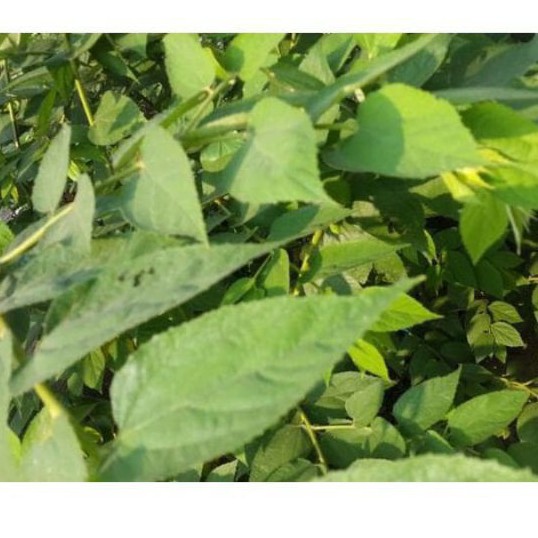

Daun Ceri Atau Kersen Segar Per 1 kg