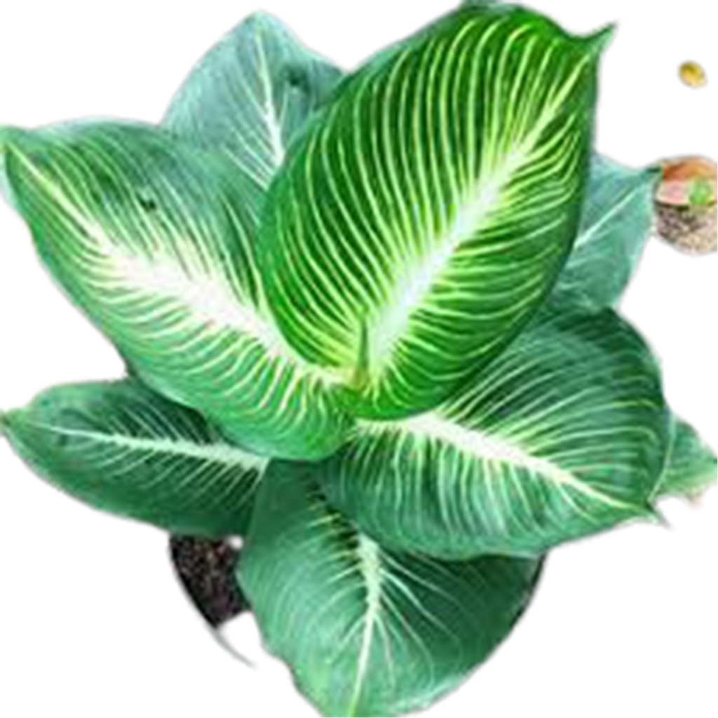 Diven Gurita Blanceng Neon aglonema