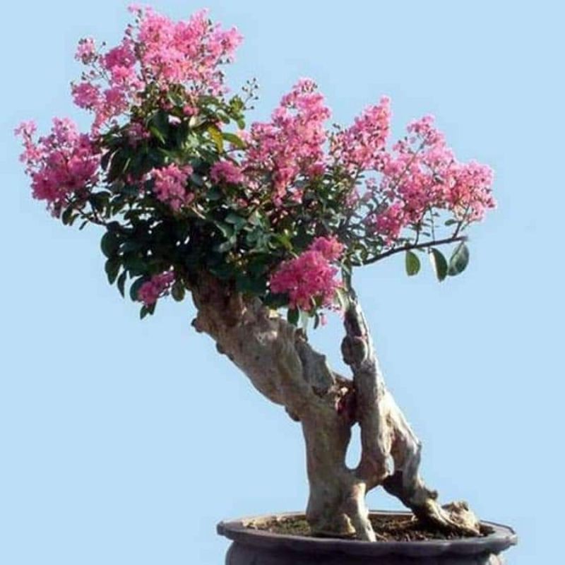 Bahan Bonsai sakura Lokal/Bungur