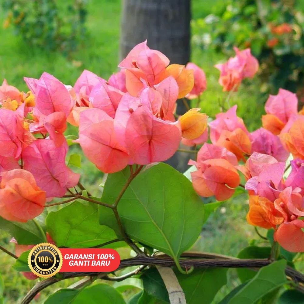 bunga bougenville PINK/BOUGENVILLE IMPORT/BOUGENVILLE BATANG BESAR/BUNGA HIAS/BUNGA HIDUP/TANAMAN HI