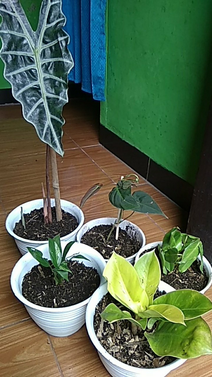 Tanaman Hias Keladi Amazon / Keladi Hias / Keladi Tengkorak